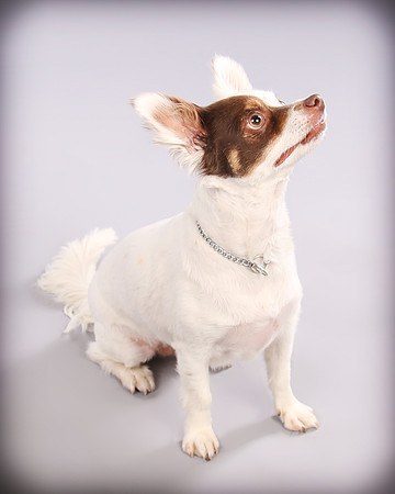 Hollywood Photo Studios